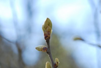 Castanea sativa 'Variegata' - kaštanovník jedlý 'Variegata' -jarní pučení
